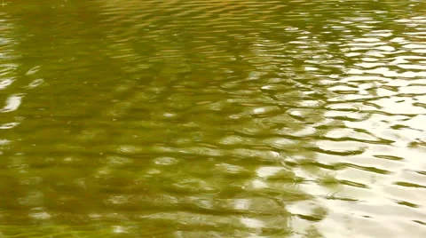 Windy and rainy lake surface in autumn Stock Footage 43010569
