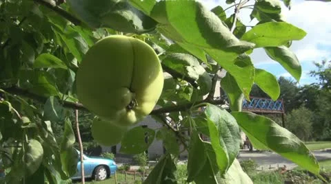 Windy apple Stock Footage 11883597
