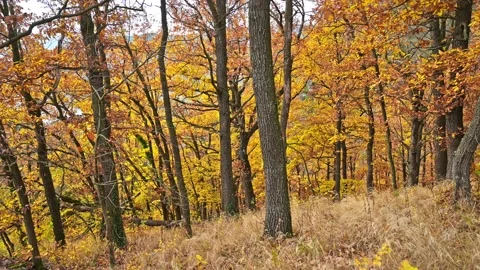 Windy autumn days Stock Footage 167773243
