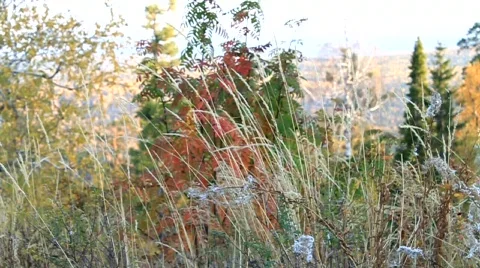 Windy autumn Video stock 851104