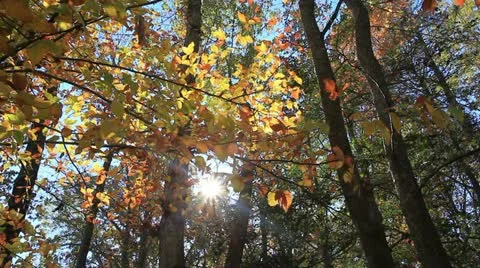 Windy autumn Stock Footage 22175005