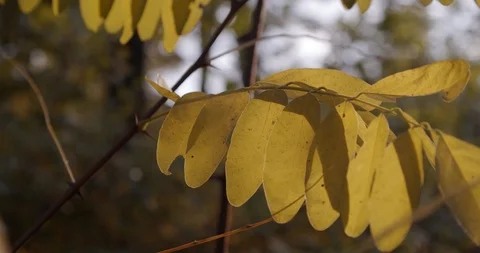 Windy Autumn Leafs at sunset Stock Footage 119524117