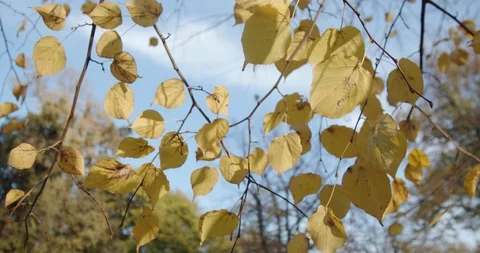 Windy Autumn Leafs at sunset Stock Footage 119524229