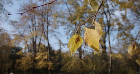 Windy Autumn Leafs at sunset Stock Footage 119524231