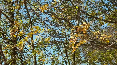 Windy autumn leaves 库存影片 53077137