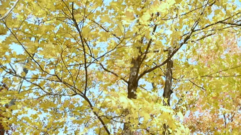 Windy autumn Leaves Stock Footage 201974658