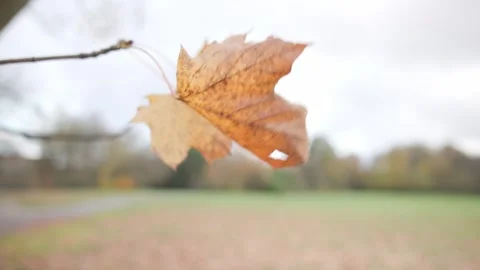 Windy Autumn Leaves Stock Footage 256160689