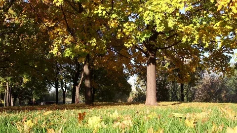 Windy autumn park Stock Footage 102804658