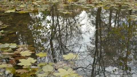 Windy Autumn Pond Surface Stock Footage 57308074