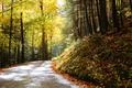 Windy autumn road Foto