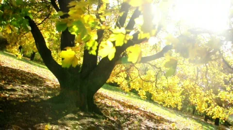 Windy autumn tree Stockbeeldmateriaal 542735