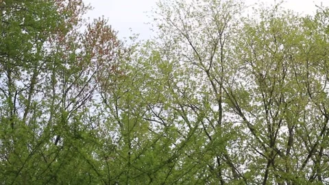 Windy autumn trees defocusing Stock Footage 159670769