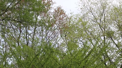 Windy autumn trees Stock Footage 159670873