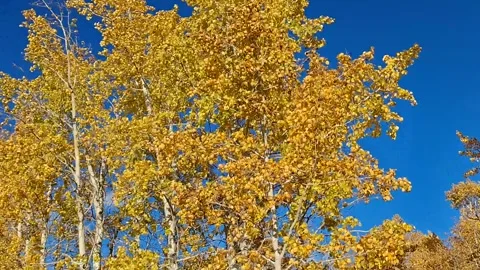 Windy, autumn trees Video stock 292812060