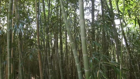 Windy bamboo forest Stock Footage 188433165