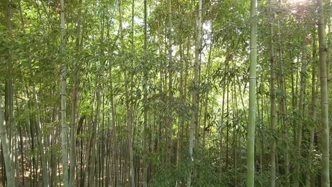 Windy bamboo forest, sunny day Stock Footage 188433448