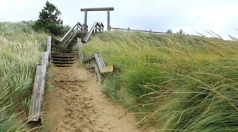 Windy beach grass Stock Footage 34307504