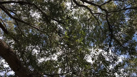 Windy below the Tree Stock Footage 93264139