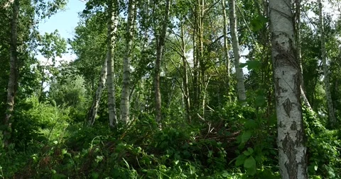 Windy Birch Forest with Natural Cuckoo Calls in Summer Woodland Stock Footage 337800338