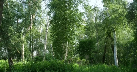Windy Birch Forest with Natural Cuckoo Calls in Summer Woodland Stock Footage 337837402