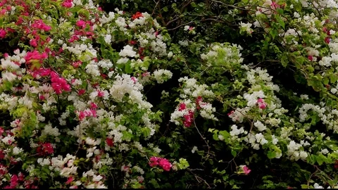 Windy Bougainvillea Stock Footage 104284624