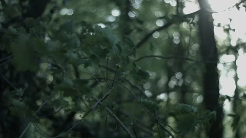 Windy branches backlit Stock Footage 86865989