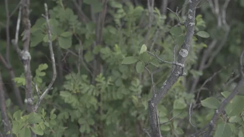 Windy Branches Closeup Video stock 141089811