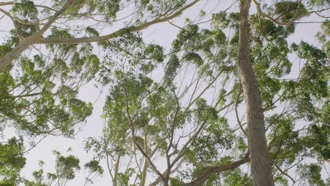 Windy Bush Canopy Stock Footage 87819461