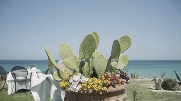Windy cactus Stock Footage 86075794