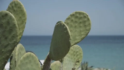 Windy cactus Stock Footage 86075823