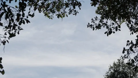 Windy California Tree Leaves Frame Light Cloudy Sky Stock Footage 99465896