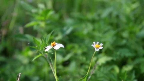 Windy Calm Field 1 Stock Footage 75879804