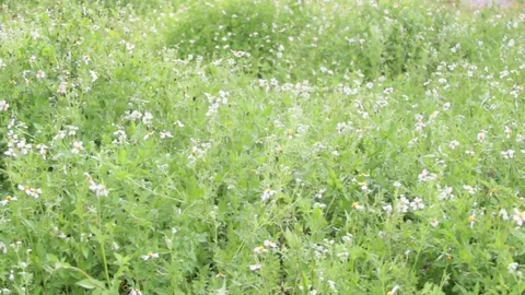Windy Calm Field 10 Stock Footage 75879871