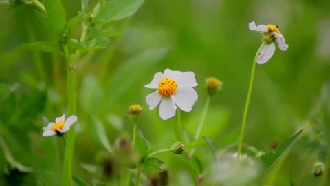 Windy Calm Field 11 Stock Footage 75884577