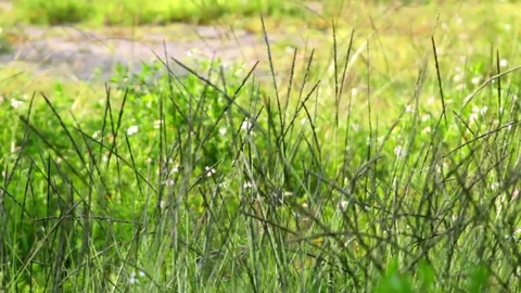 Windy Calm Field 12 Stock Footage 75884607