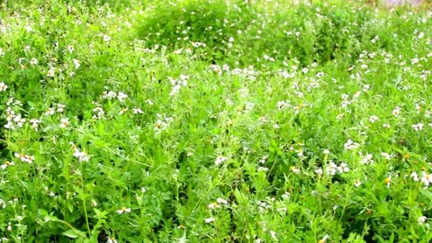 Windy Calm Field 13 Stock Footage 75884708