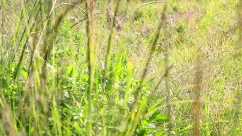 Windy Calm Field 14 Stock Footage 75885072