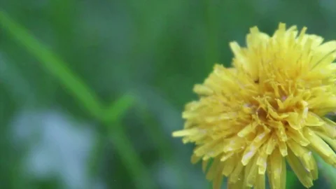 Windy Calm Field 15 Stock Footage 75885093