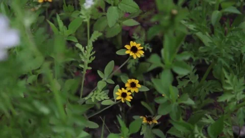 Windy Calm Field 2 库存影片 75879808