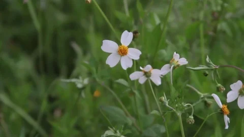 Windy Calm Field 3 Stock Footage 75879813