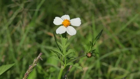 Windy Calm Field 4 Stock Footage 75879814