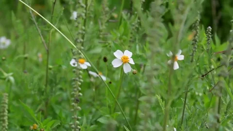 Windy Calm Field 6 Stock Footage 75879836