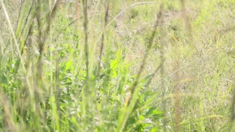 Windy Calm Field 7 Stock Footage 75879843
