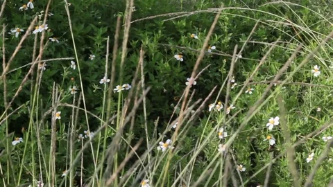 Windy Calm Field 8 Stock Footage 75879847
