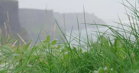 Windy Cliffs and Misty Grass in Coastal Landscape Stock Footage 303453938