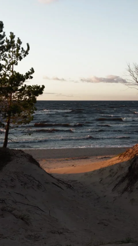 Windy coastal beach scene with pine tree, dune path, rolling waves, and soft Stock Footage 346558599