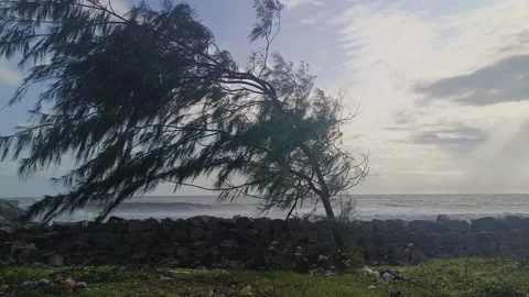 Windy Coastal Tree in Storm Light Stock Footage 313149987