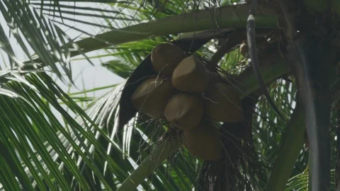 Windy Coconut Tree 4k Stock Footage 92808933