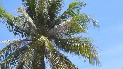 WINDY COCONUT TREE Stock Footage 114986007