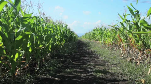 Windy Corn Field Video stock 36078539